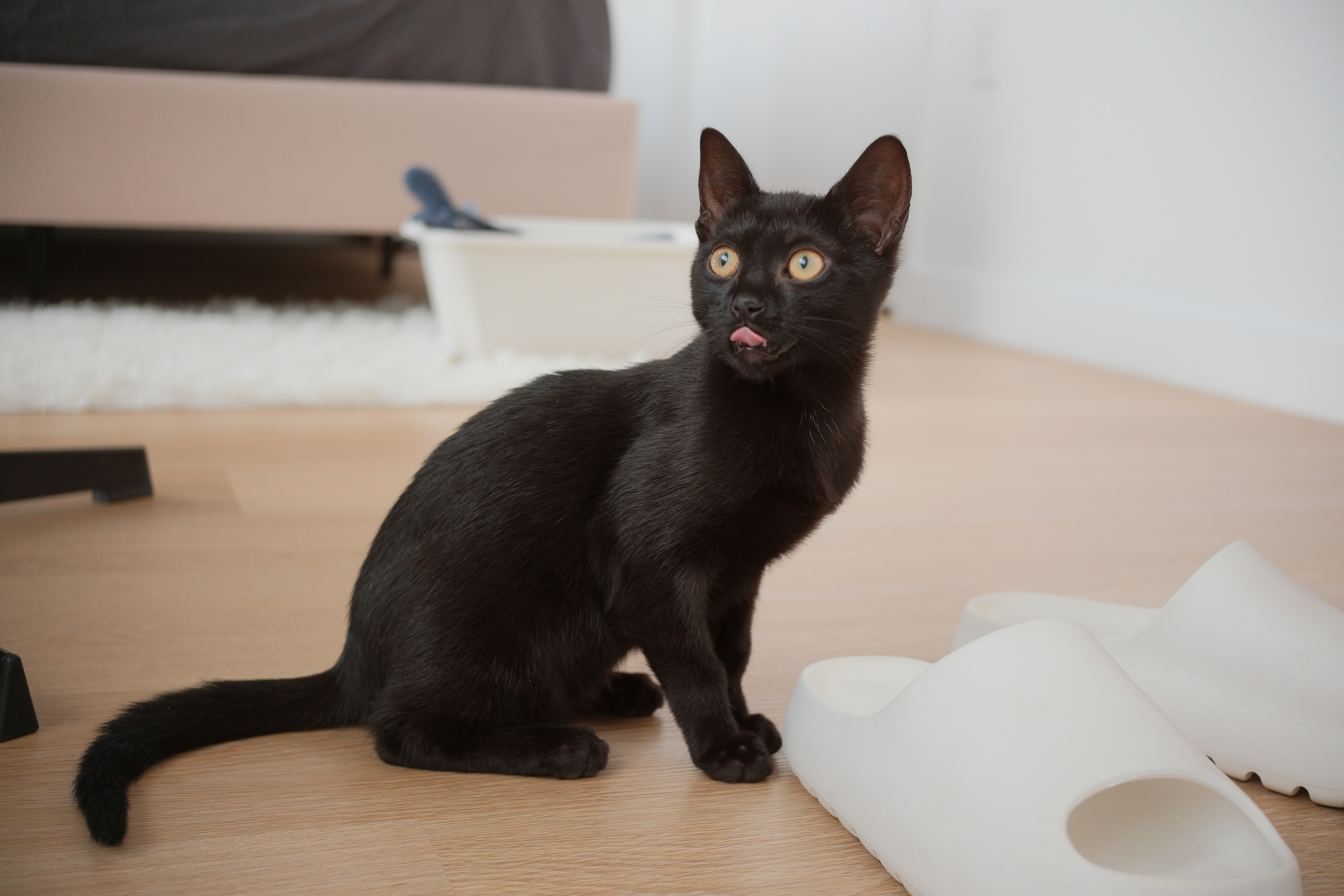 My cat