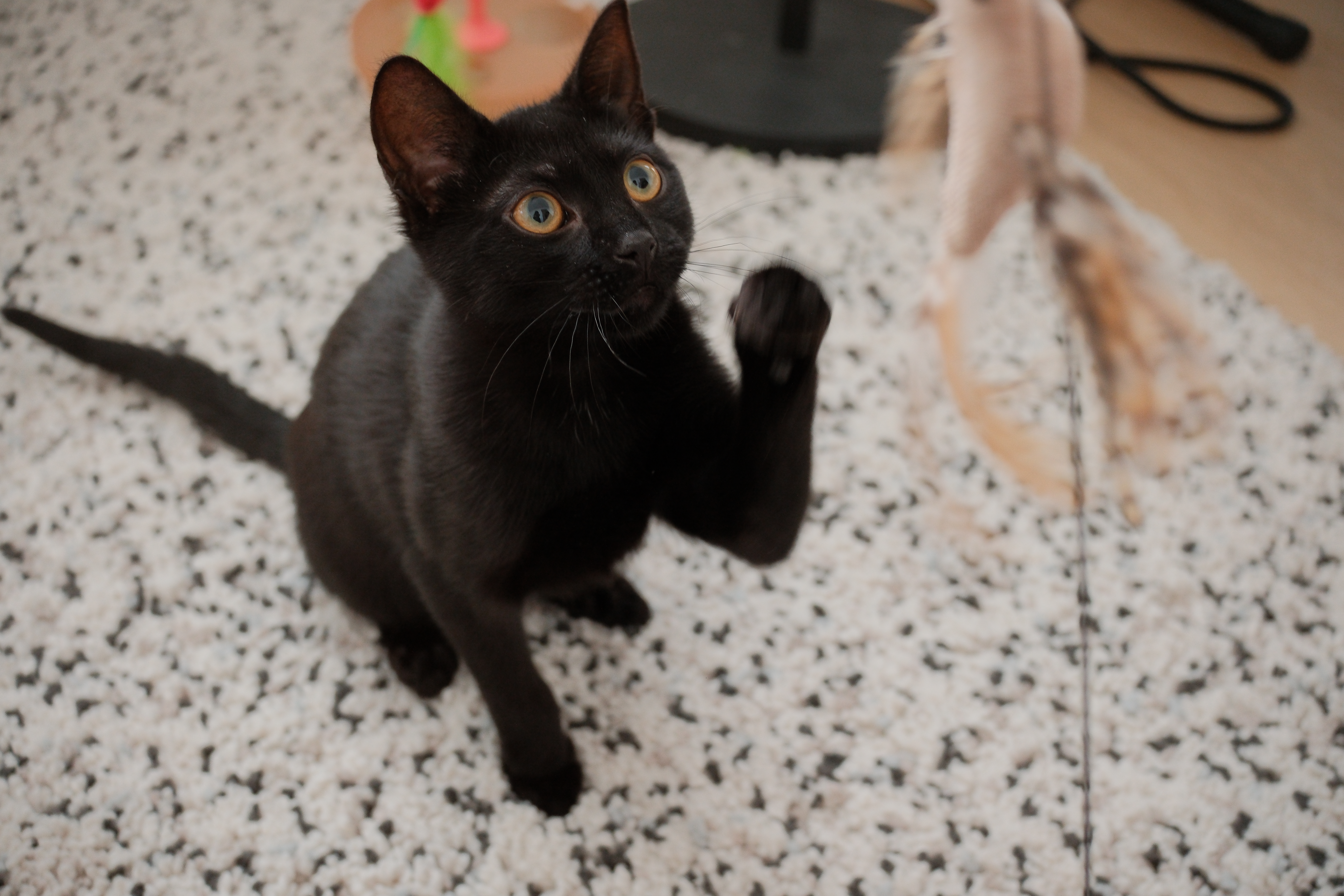 My cat