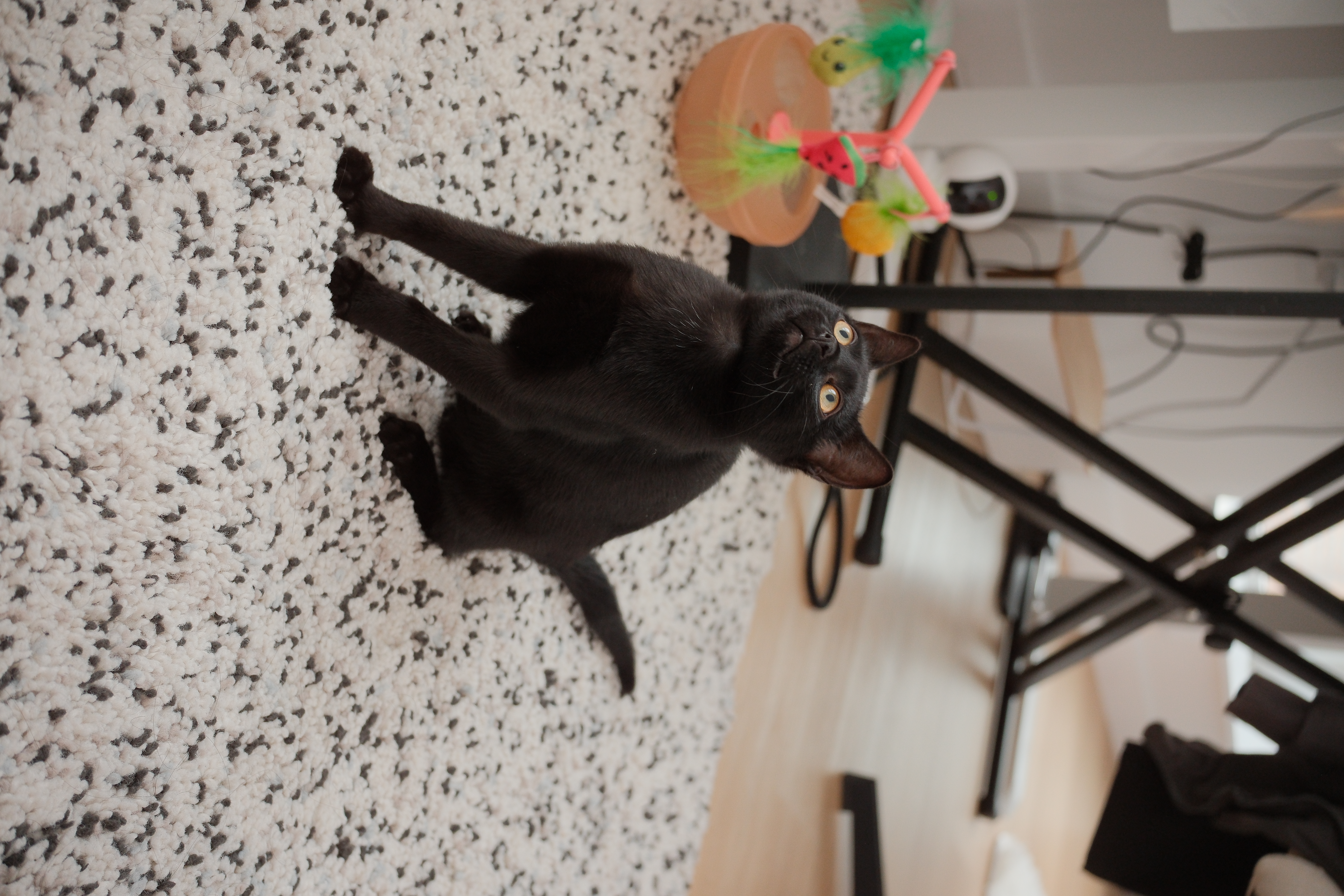 My cat