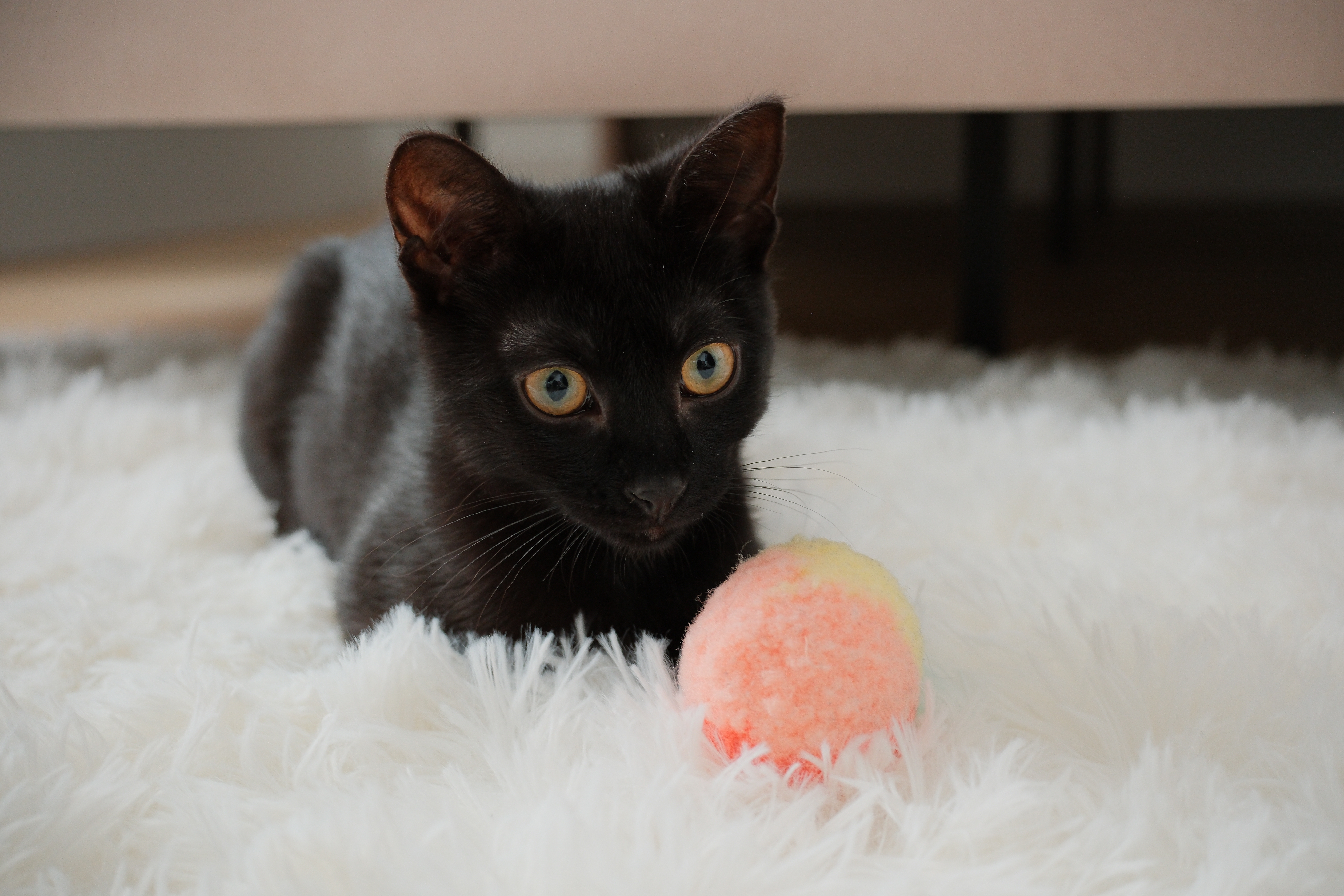 My cat Litten